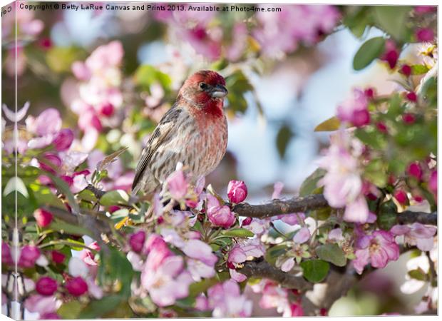 House Finch in Spring Canvas Print by Betty LaRue