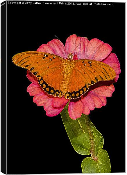 Gulf Fritillary Butterfly Canvas Print by Betty LaRue