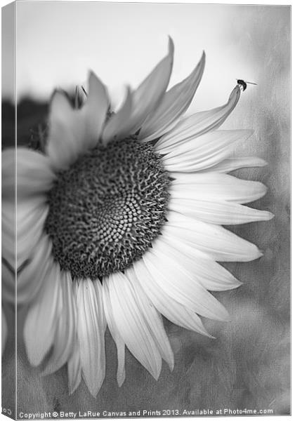 Sunflower in Black and White Canvas Print by Betty LaRue