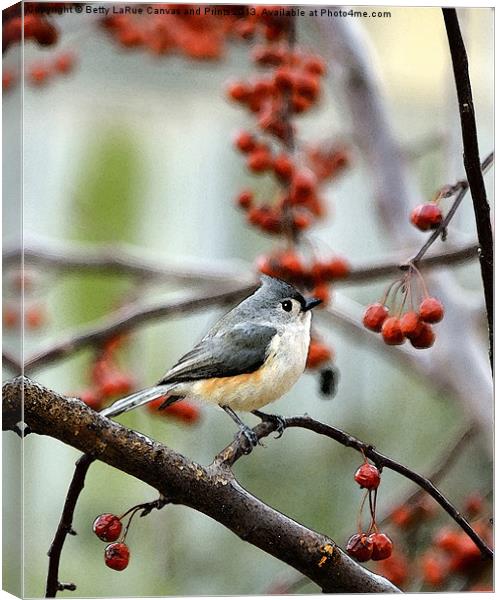 Tufted Titmouse Canvas Print by Betty LaRue