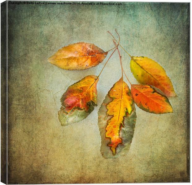 Five Autumn Leaves Canvas Print by Betty LaRue