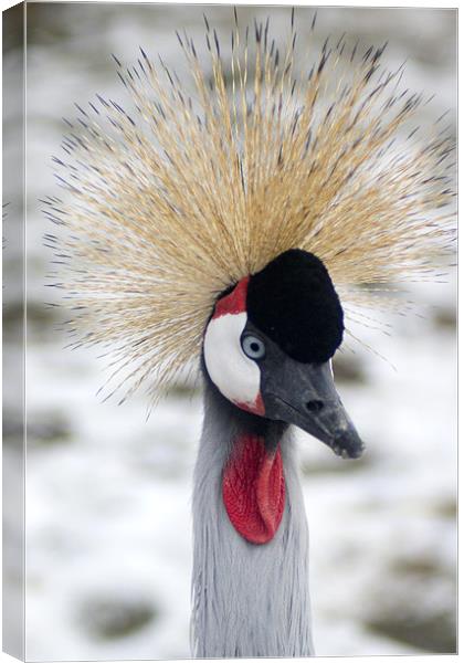 Crested Heron Canvas Print by VICTORIA HENDRICK