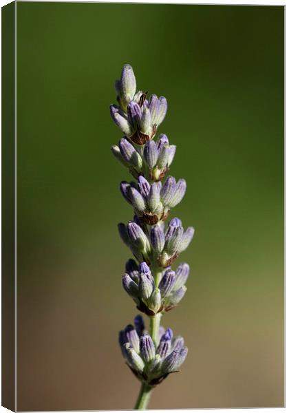 Lavender Stem Canvas Print by Adam Withers