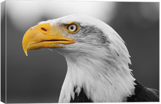 Bald Eagle Canvas Print by Adam Withers