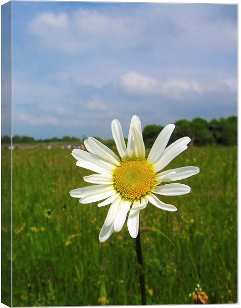 Meadow Daisy Canvas Print by Adam Withers