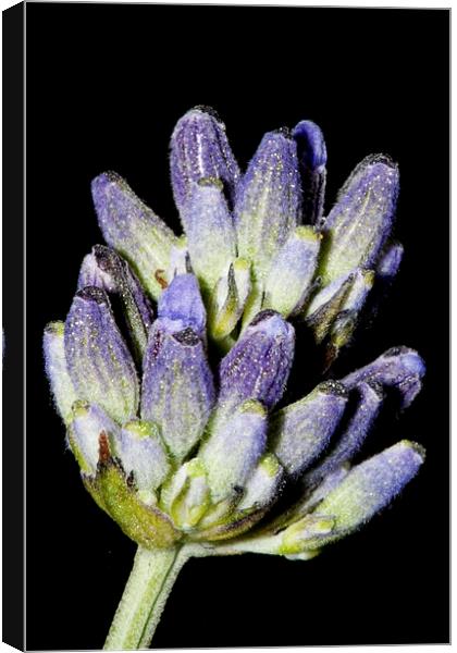 Lavender Stem on Black Canvas Print by Adam Withers