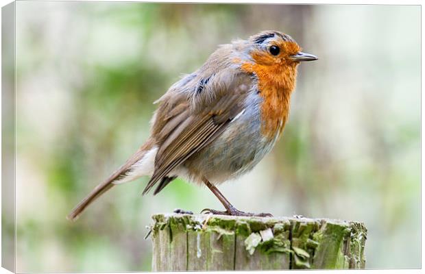 Mr. Robin Canvas Print by Adam Withers