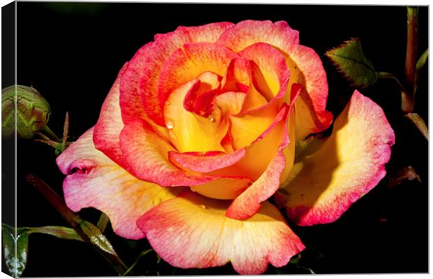 Yellow and Pink Rose Canvas Print by Adam Withers