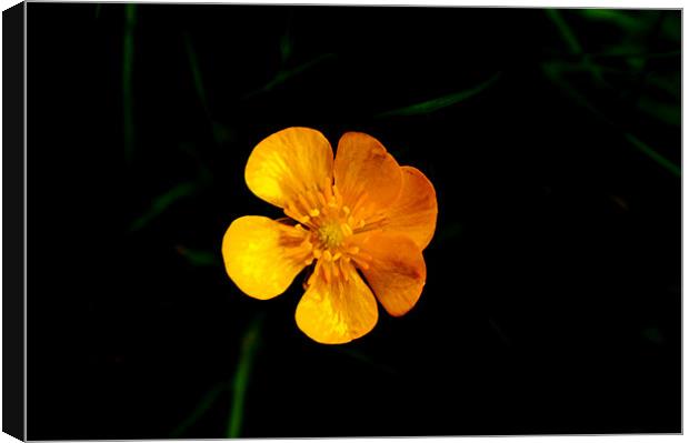 Buttercup Canvas Print by Naufragus Simia