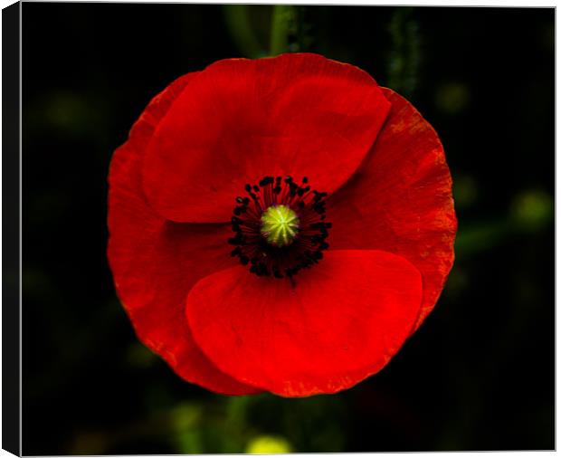 Poppy Canvas Print by Rebecca  Young