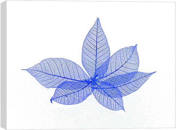 Leaves Canvas Print by Rebecca  Young