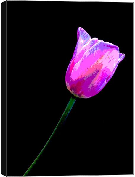Lone Tulip Canvas Print by Rebecca  Young
