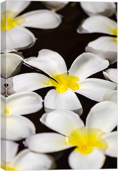 White floating flower of Maldives Canvas Print by Andrew Lee
