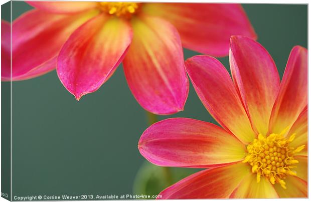 Stunning Colours Canvas Print by Corrine Weaver