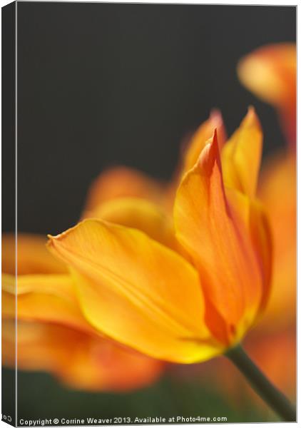 Golden Tulip enjoying the sunshine Canvas Print by Corrine Weaver