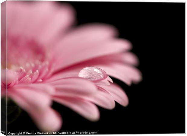 In the Pink Canvas Print by Corrine Weaver