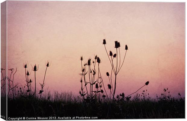 Thistles at sunset Canvas Print by Corrine Weaver
