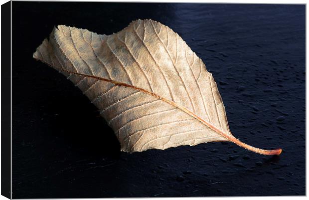 Fallen Leaf Canvas Print by Corrine Weaver