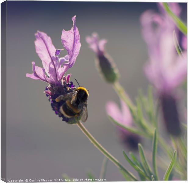 Summer & such a busy bee... Canvas Print by Corrine Weaver