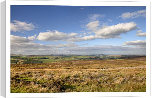 Stainton Moor Canvas Print by Andrew Roland