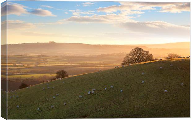 Sheep on Cotswold hills Canvas Print by Andrew Roland
