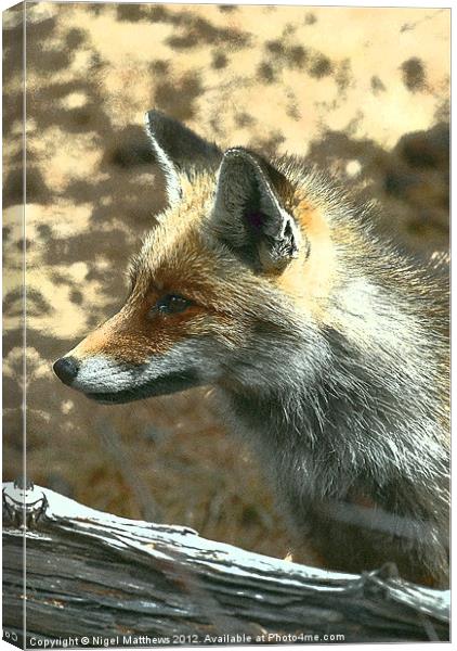 Grainy Fox Canvas Print by Nigel Matthews