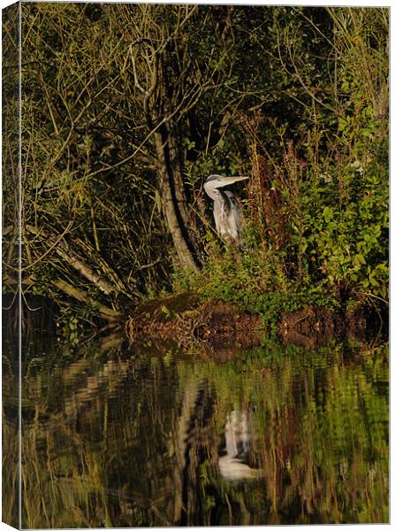 Reflecting Heron Canvas Print by Nigel Matthews