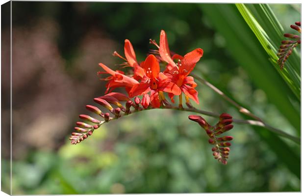 Crocosmia Lucifer Canvas Print by Nigel Matthews