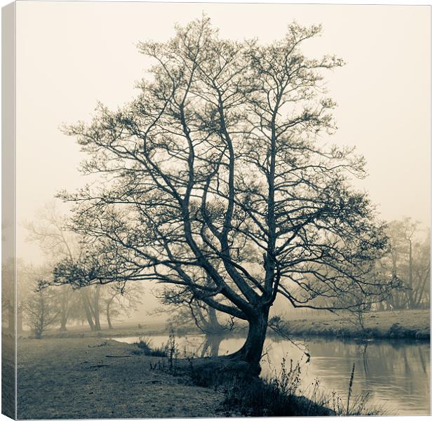 Bakewell tree Canvas Print by Richard Evans