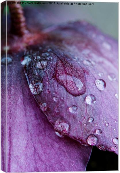 Drops on petals Canvas Print by Chiara Cattaruzzi