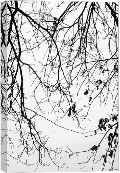 Winter trees Canvas Print by Chiara Cattaruzzi