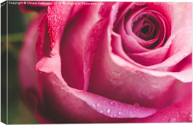 Drops on a rose Canvas Print by Chiara Cattaruzzi