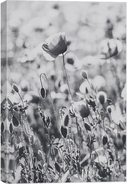 Poppies in B/W Canvas Print by Chiara Cattaruzzi