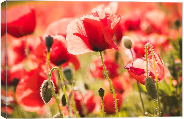 Poppies on the sunset Canvas Print by Chiara Cattaruzzi