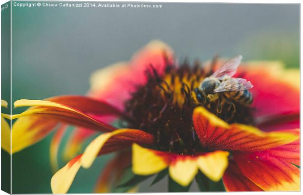  A bee on a flower Canvas Print by Chiara Cattaruzzi