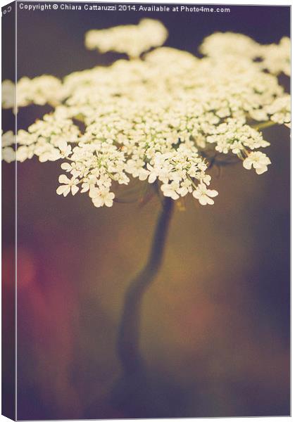  November flowers Canvas Print by Chiara Cattaruzzi