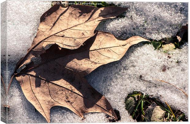  A leaf in the snow Canvas Print by Chiara Cattaruzzi