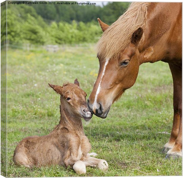 Mother greeting newborn foal Canvas Print by Kathleen Smith (kbhsphoto)