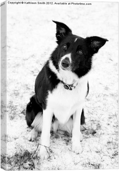 Border collie dog in snow Canvas Print by Kathleen Smith (kbhsphoto)