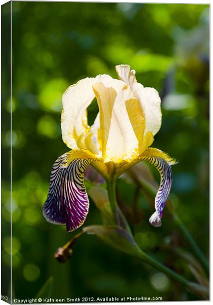 Iris germanica Canvas Print by Kathleen Smith (kbhsphoto)