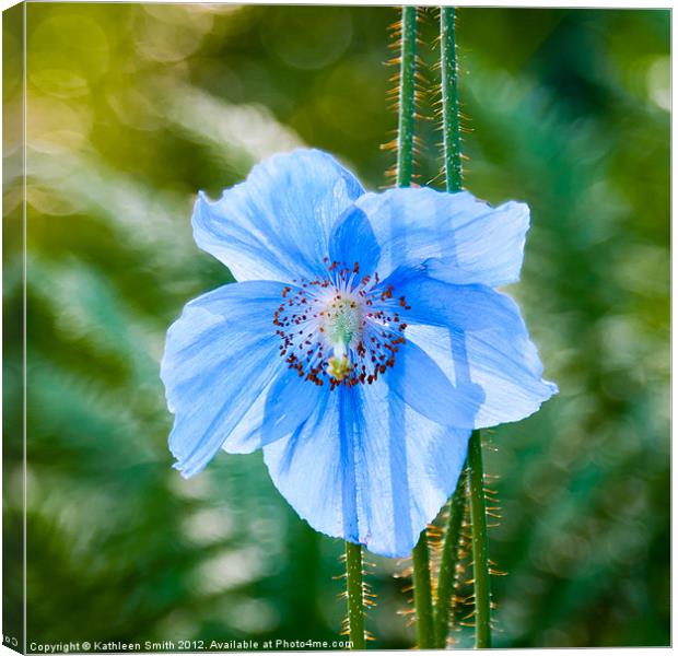 Himalayan blue poppy Canvas Print by Kathleen Smith (kbhsphoto)