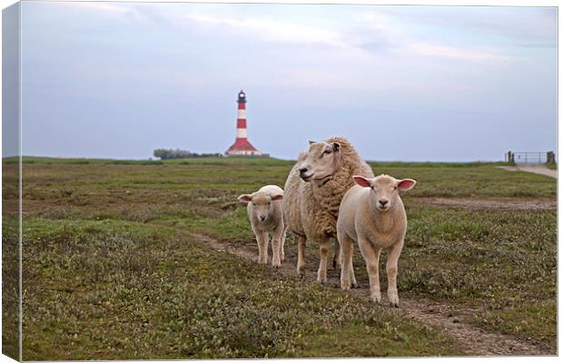 Sheep and Westerhever lighthouse Canvas Print by peter schickert