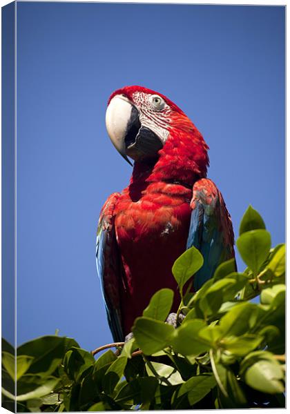 Scarlet Macaw Canvas Print by peter schickert