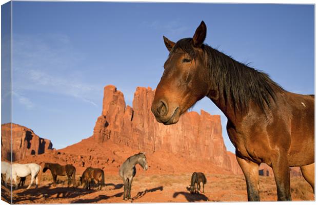 Indian Horses at Monument Valley Canvas Print by peter schickert
