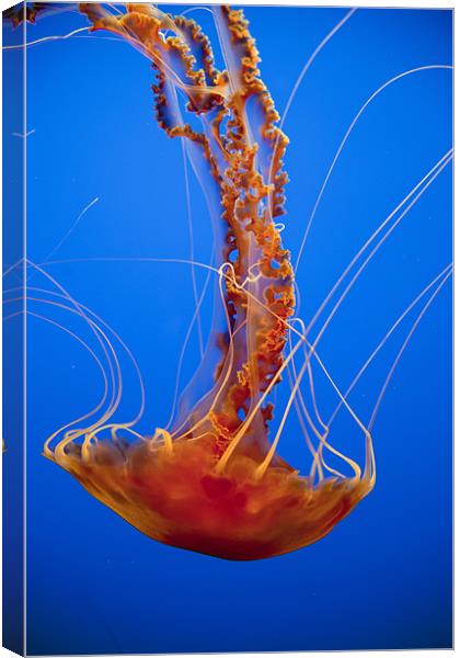 Jellyfish Canvas Print by peter schickert