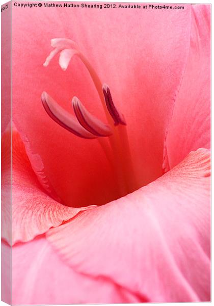 Flower Wall Art Canvas Print by Mathew Hatton-Shearing