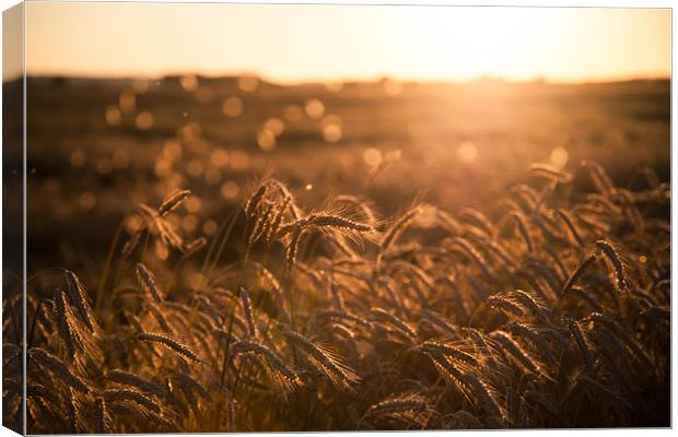 Fields of gold Canvas Print by Rebecca Press