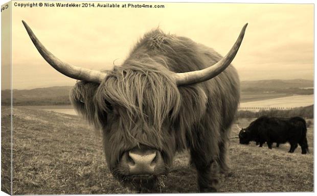 Curious Highland Cow Canvas Print by Nick Wardekker