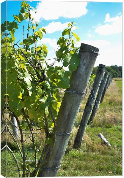 Fence posts Canvas Print by claire beevis