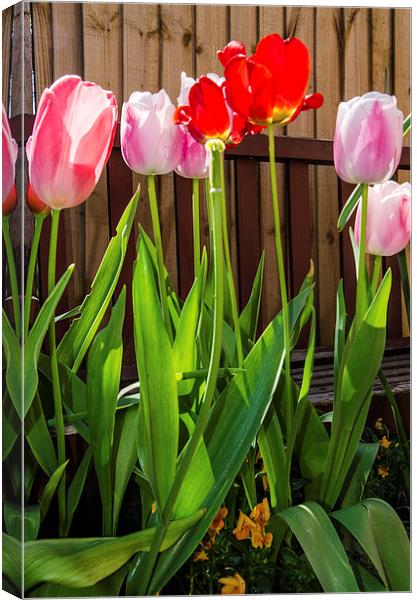 Tulips Canvas Print by claire beevis